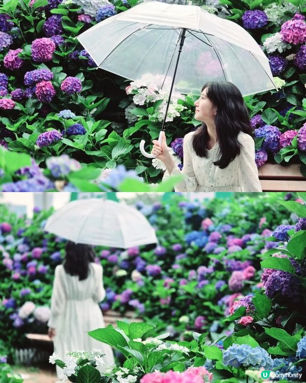 深圳龍華區首屆繡球花展🌸逾5000株繡球花！舉行至5月10日