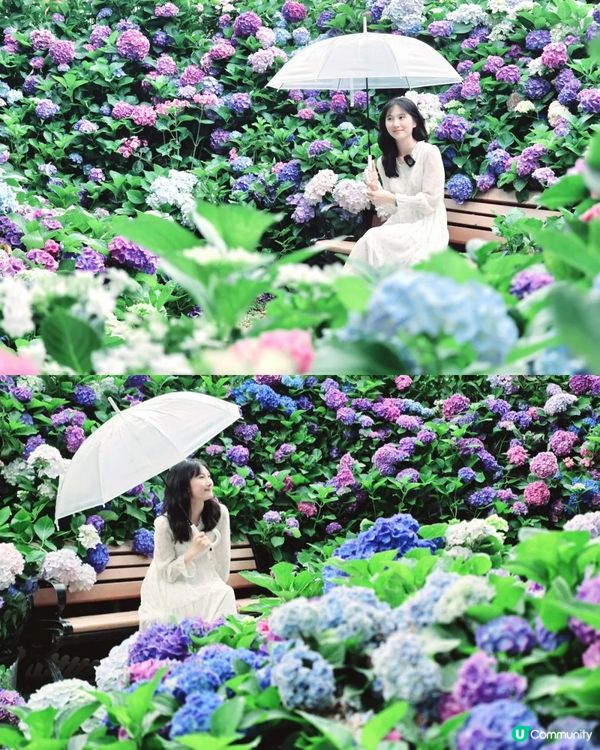 深圳龍華區首屆繡球花展🌸逾5000株繡球花！舉行至5月10日