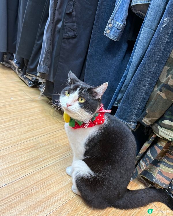 愛民邨各貓店長