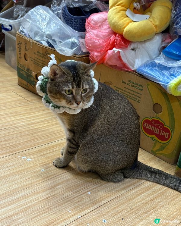 愛民邨各貓店長