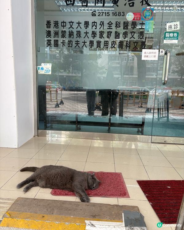 愛民邨各貓店長
