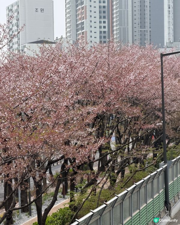 韓國隱世賞櫻點