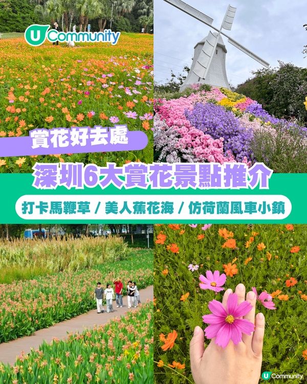 【深圳賞花地圖2026】深圳6大賞花景點推介🌺地鐵直達馬鞭草花海／仿荷蘭風車小鎮／夢幻繡球花展                                                     