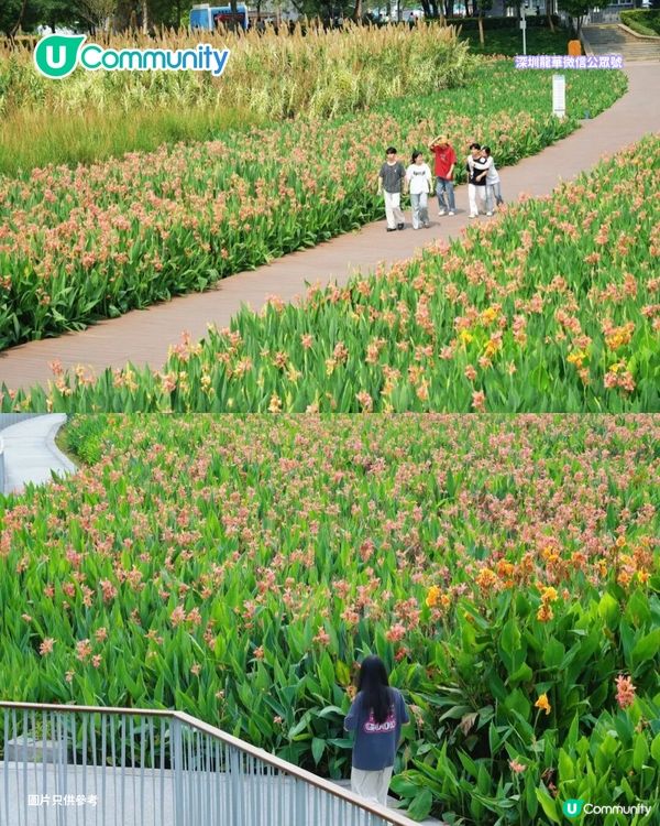 【深圳賞花地圖2026】深圳6大賞花景點推介🌺地鐵直達馬鞭草花海／仿荷蘭風車小鎮／夢幻繡球花展                                                     