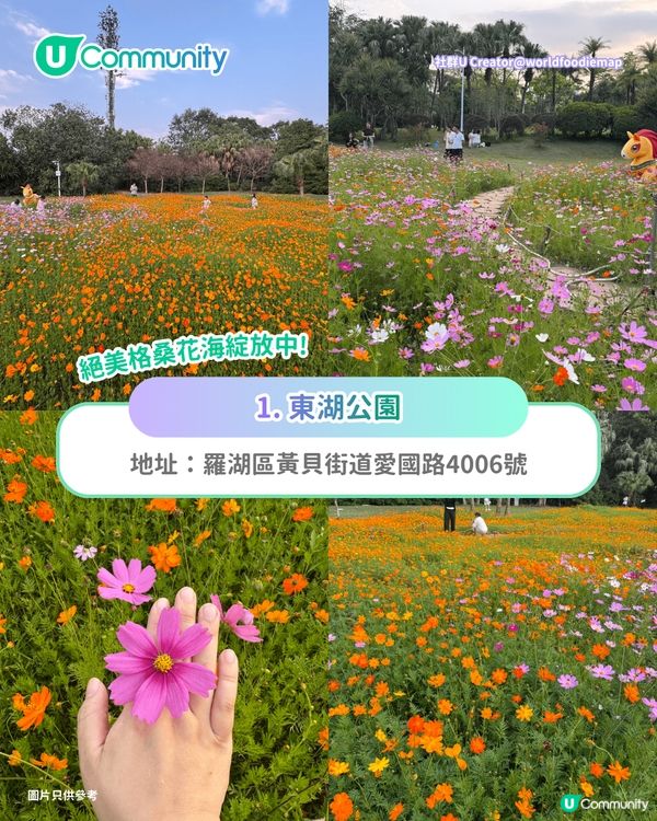 【深圳賞花地圖2026】深圳6大賞花景點推介🌺地鐵直達馬鞭草花海／仿荷蘭風車小鎮／夢幻繡球花展                                                     