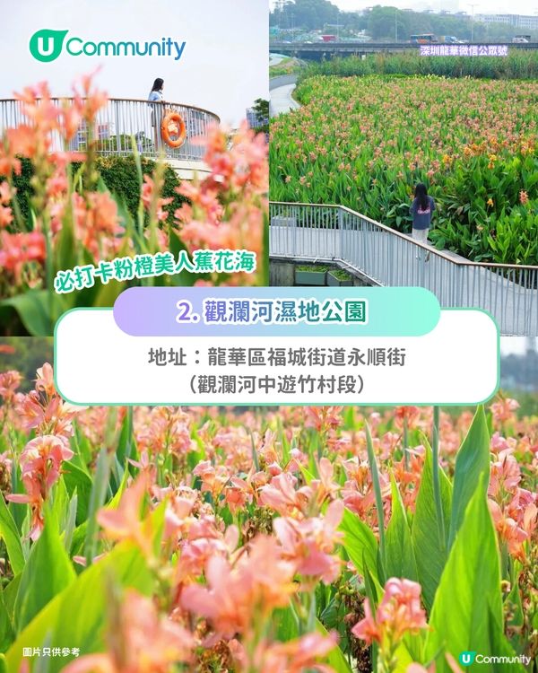 【深圳賞花地圖2026】深圳6大賞花景點推介🌺地鐵直達馬鞭草花海／仿荷蘭風車小鎮／夢幻繡球花展                                                     