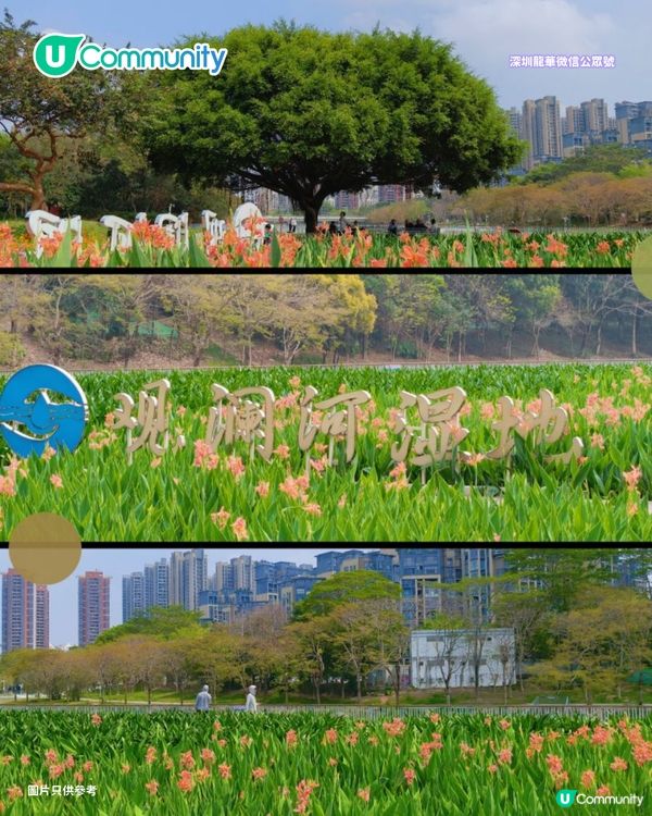 【深圳賞花地圖2026】深圳6大賞花景點推介🌺地鐵直達馬鞭草花海／仿荷蘭風車小鎮／夢幻繡球花展                                                     