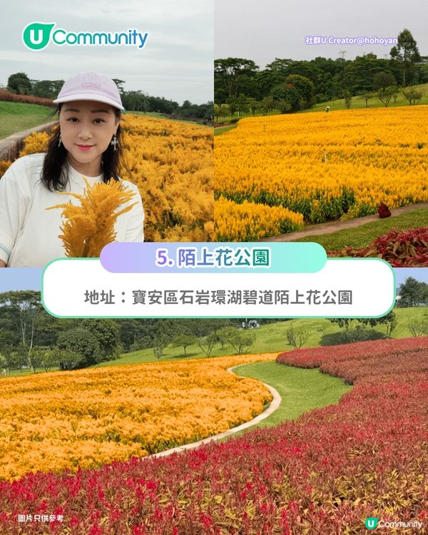 【深圳賞花地圖2026】深圳6大賞花景點推介🌺地鐵直達馬鞭草花海／仿荷蘭風車小鎮／夢幻繡球花展                                                     