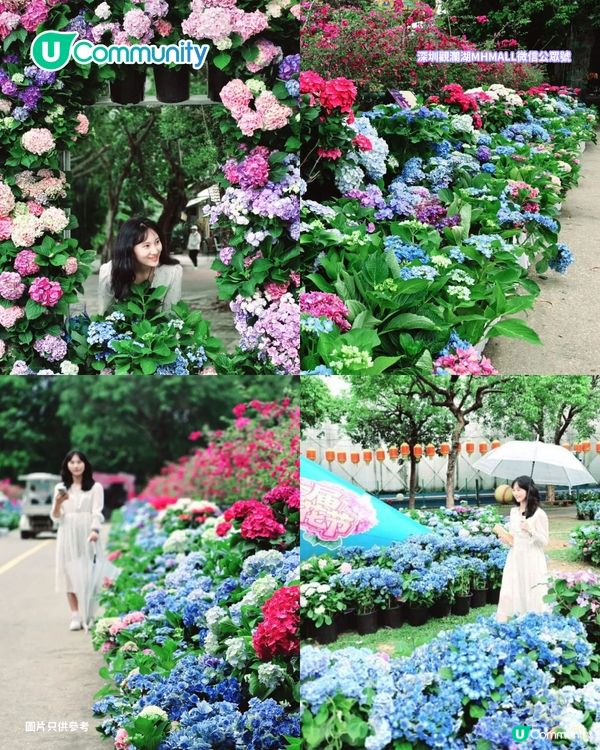 【深圳賞花地圖2026】深圳6大賞花景點推介🌺地鐵直達馬鞭草花海／仿荷蘭風車小鎮／夢幻繡球花展                                                     