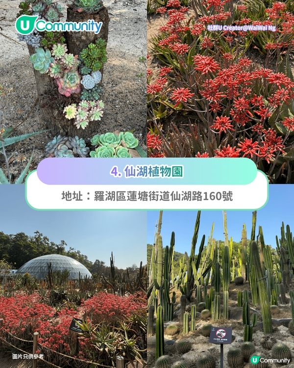 【深圳賞花地圖2026】深圳6大賞花景點推介🌺地鐵直達馬鞭草花海／仿荷蘭風車小鎮／夢幻繡球花展                                                     