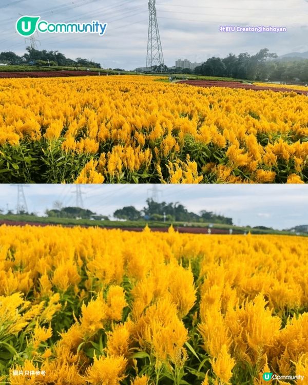 【深圳賞花地圖2026】深圳6大賞花景點推介🌺地鐵直達馬鞭草花海／仿荷蘭風車小鎮／夢幻繡球花展                                                     