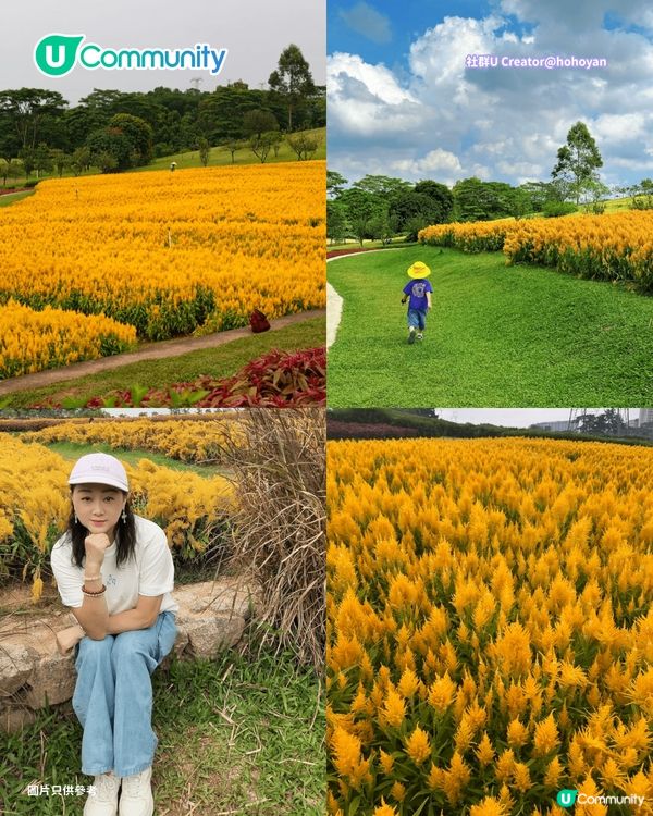 【深圳賞花地圖2026】深圳6大賞花景點推介🌺地鐵直達馬鞭草花海／仿荷蘭風車小鎮／夢幻繡球花展                                                     