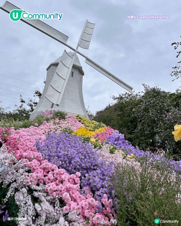 【深圳賞花地圖2026】深圳6大賞花景點推介🌺地鐵直達馬鞭草花海／仿荷蘭風車小鎮／夢幻繡球花展                                                     