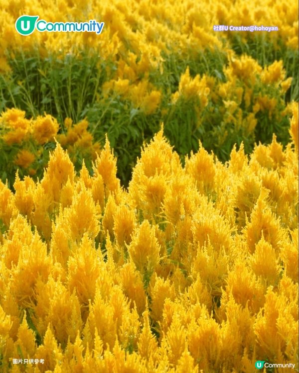 【深圳賞花地圖2026】深圳6大賞花景點推介🌺地鐵直達馬鞭草花海／仿荷蘭風車小鎮／夢幻繡球花展                                                     