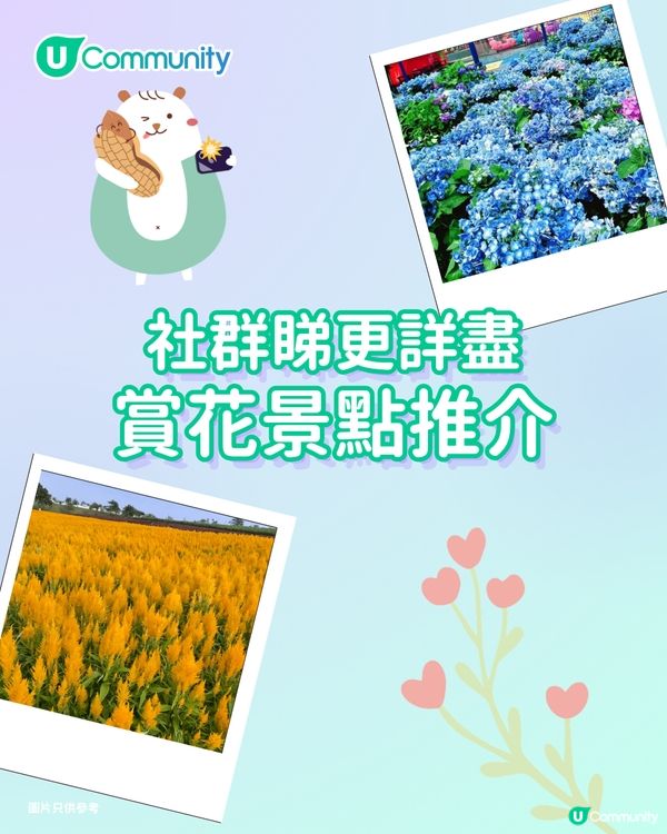 【深圳賞花地圖2026】深圳6大賞花景點推介🌺地鐵直達馬鞭草花海／仿荷蘭風車小鎮／夢幻繡球花展                                                     
