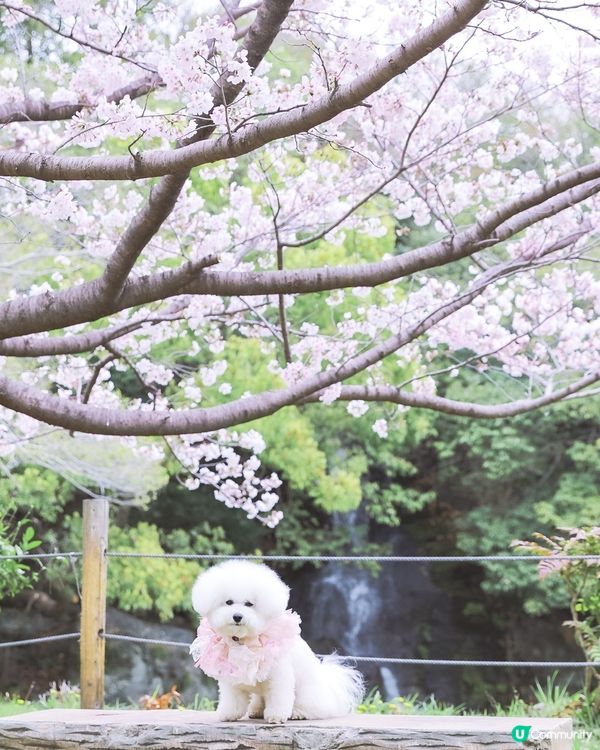 🌸 誤入凡間的小神仙！這張相我能看一整天...