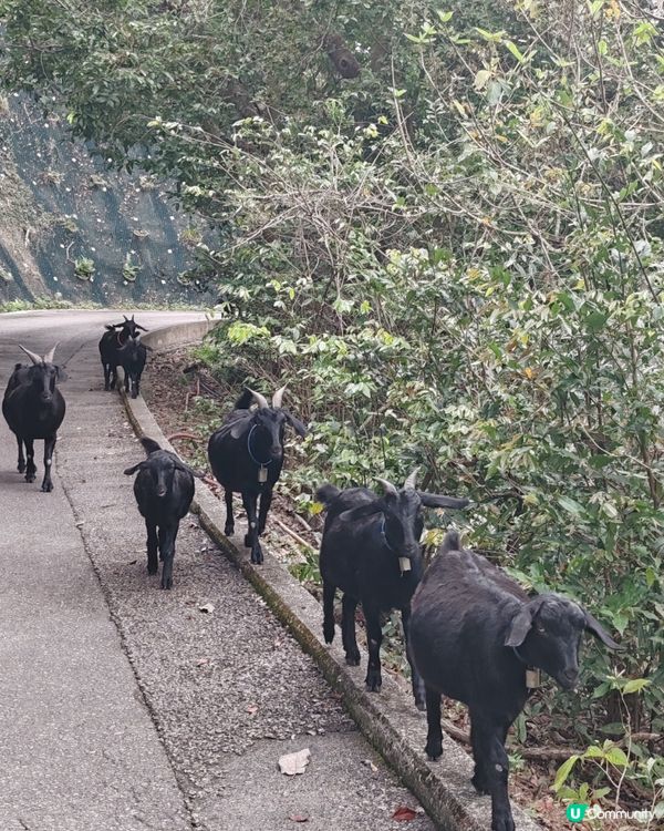 港版千島湖打卡之旅：清景台行山小記
