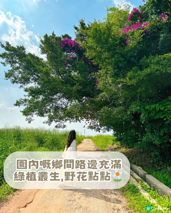 深圳隱藏版「宮崎駿秘境」! 闖入漫畫草地場＋古風古塔！