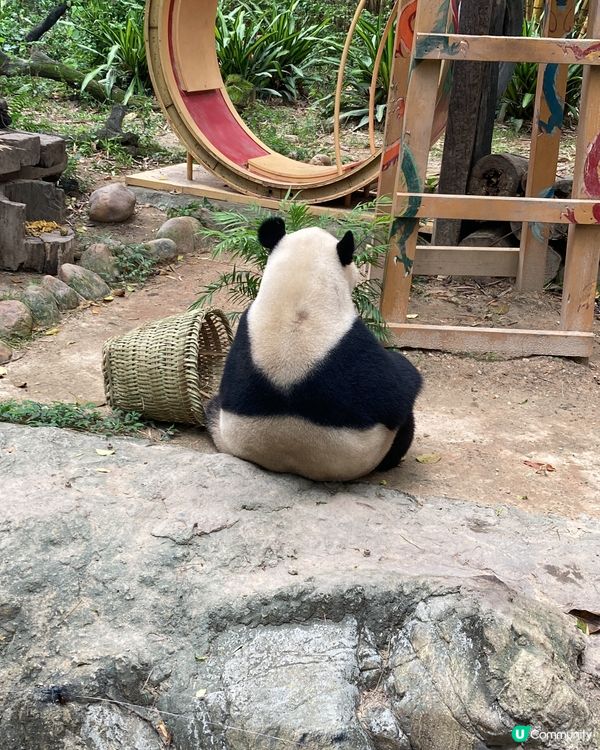 廣州長隆免費「豐容動物」課堂