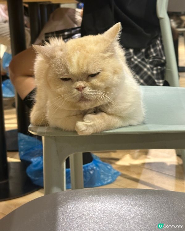 係貓貓Cafe湊小朋友時間特別快～