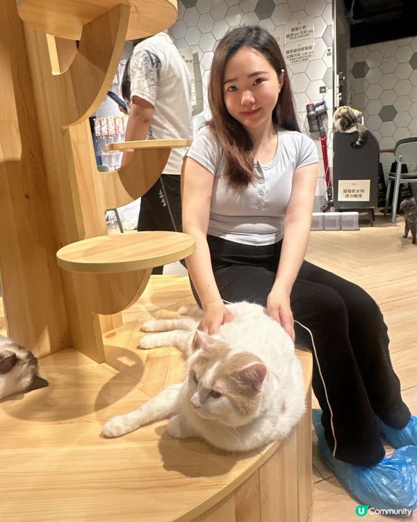 係貓貓Cafe湊小朋友時間特別快～