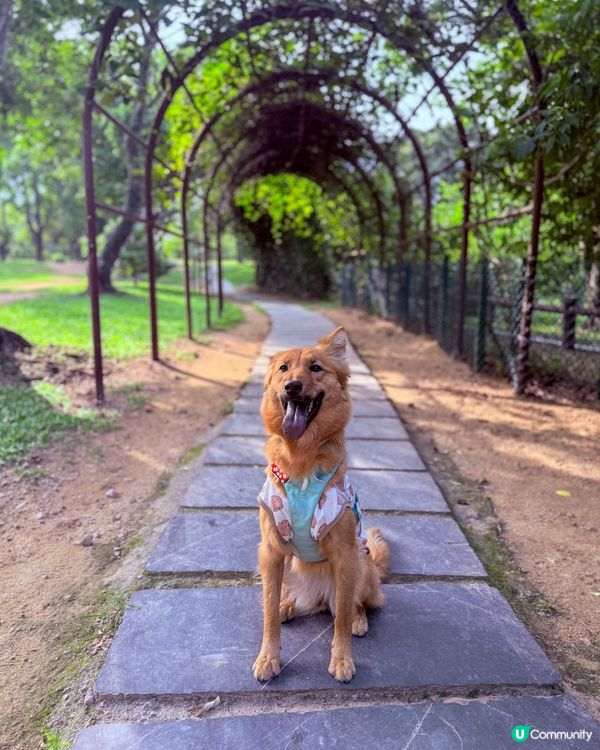 西貢寵物友善綠洲！🌿🐶