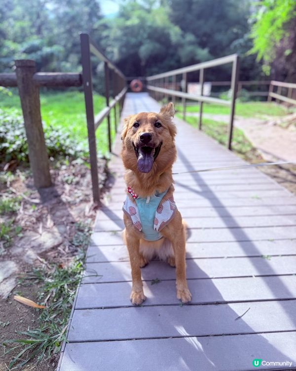 西貢寵物友善綠洲！🌿🐶