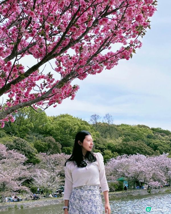 櫻花滿開超幸福