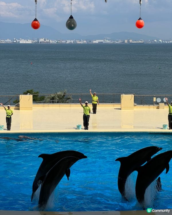 福崗海洋館之初體驗 