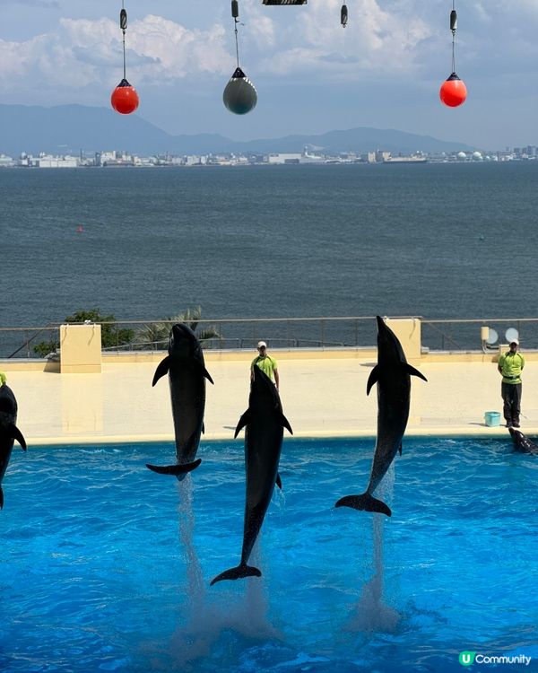 福崗海洋館之初體驗 