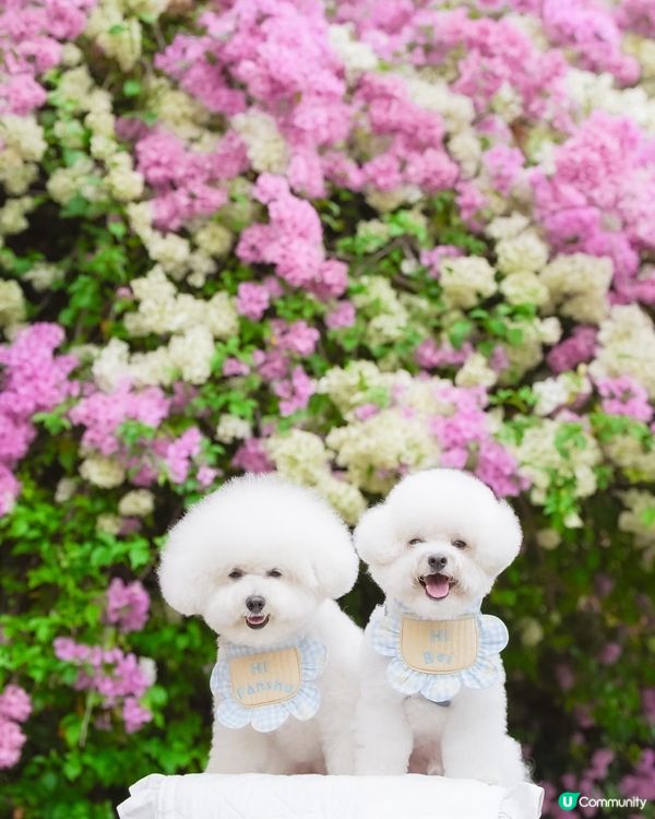 香港小眾景點 ！ 在鬧市中的簕杜鵑花海🌸☁️
