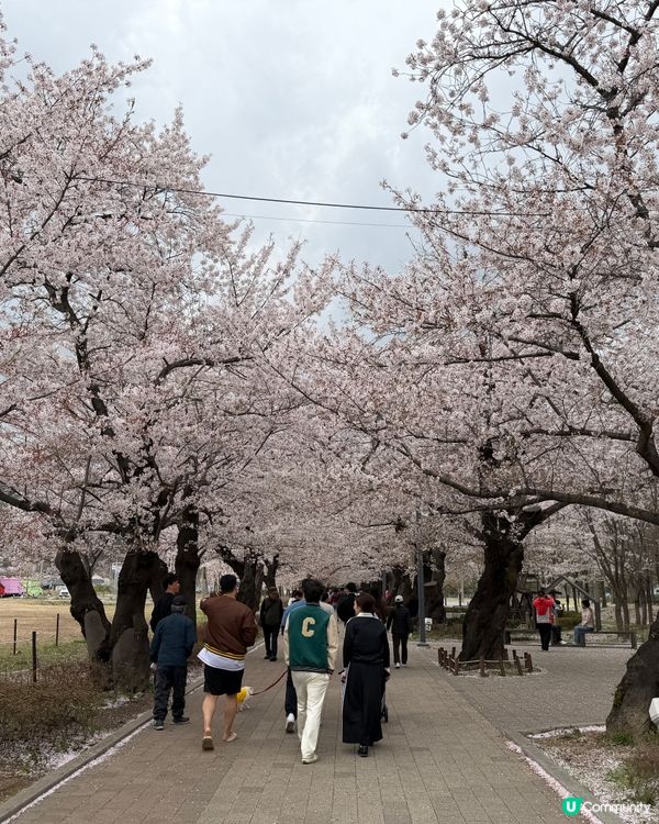 春日賞櫻🌸