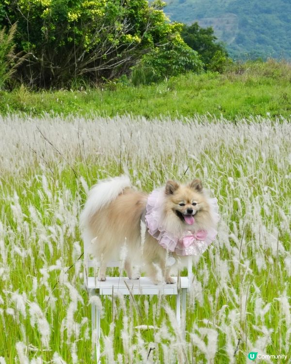 白茅草田
