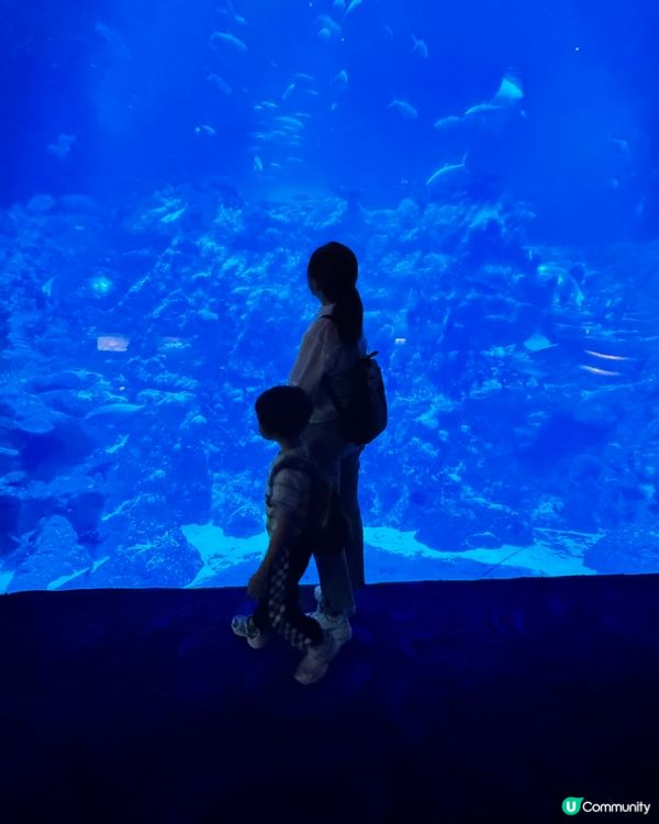 海洋公園變身「藍」陣營！💙🐙🤩