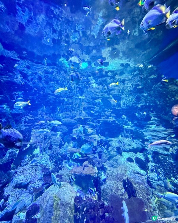 海洋公園變身「藍」陣營！💙🐙🤩