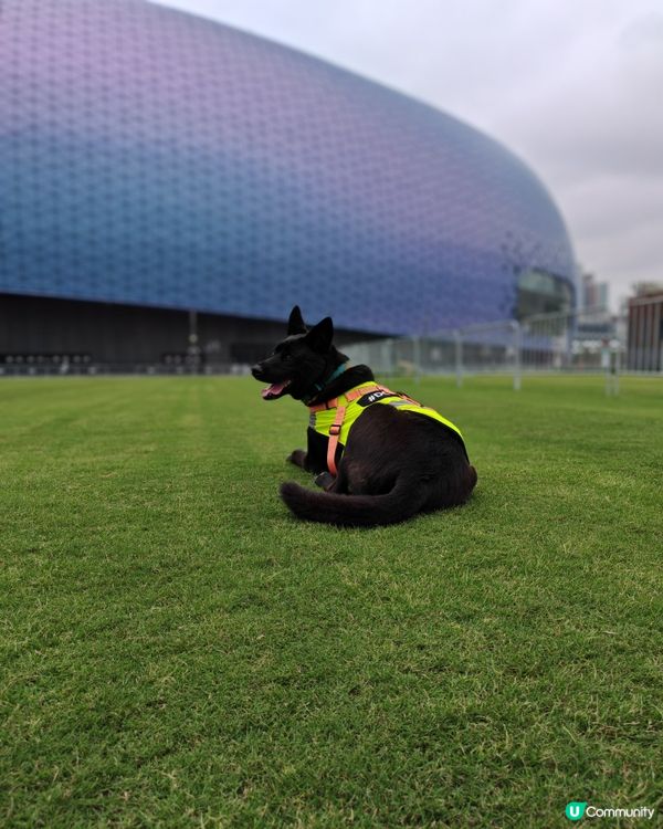 啟德草地狂奔🌳🐶💨