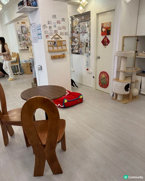 貓貓cafe 放電避開人潮