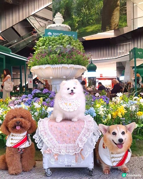 初夏花園開！🌺🌸 浪漫法式啟德！