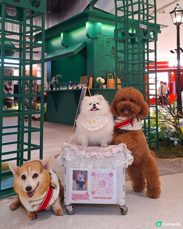 初夏花園開！🌺🌸 浪漫法式啟德！