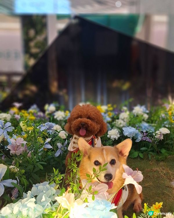 初夏花園開！🌺🌸 浪漫法式啟德！