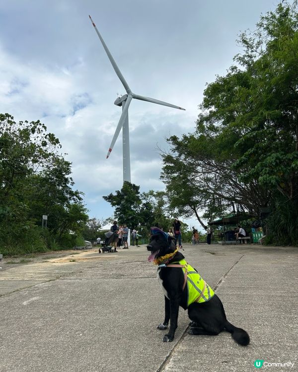 南丫島風車🎬👶🐶💨