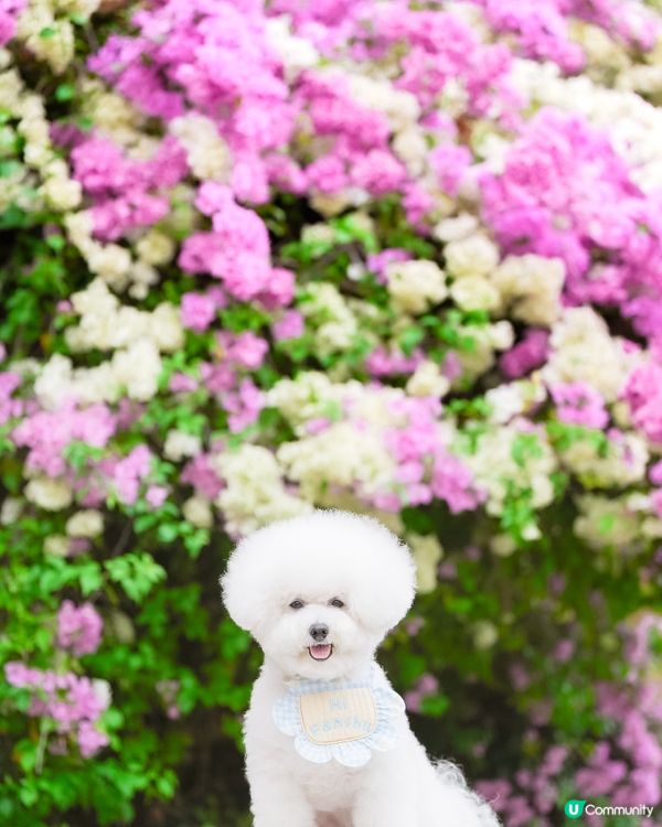最強「流量密碼」—— 毛孩與花的絕美邂逅！ 🐶🌸