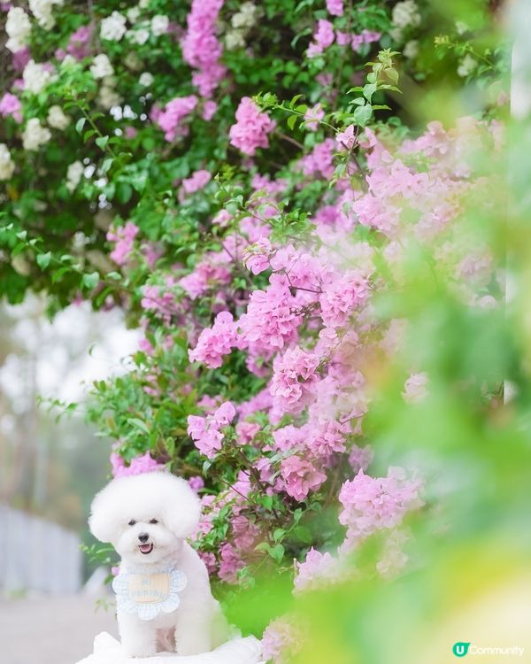 最強「流量密碼」—— 毛孩與花的絕美邂逅！ 🐶🌸
