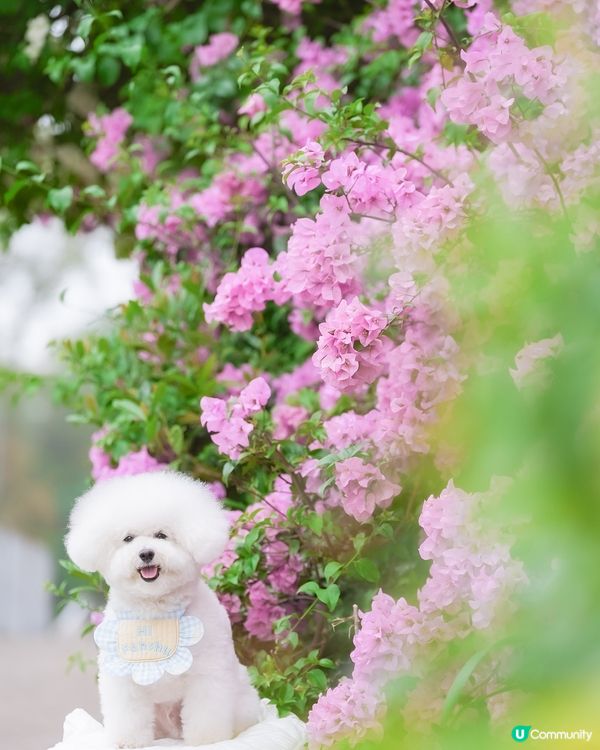 最強「流量密碼」—— 毛孩與花的絕美邂逅！ 🐶🌸