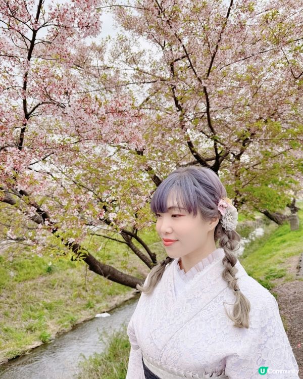 川越小江戶櫻花散策必拍
