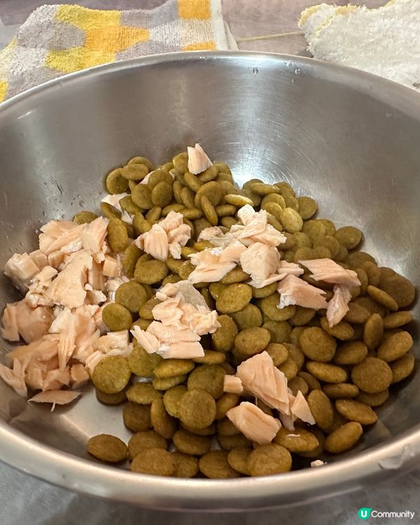澤興見到三文魚特價俾阿柴狗🐕‍🦺食