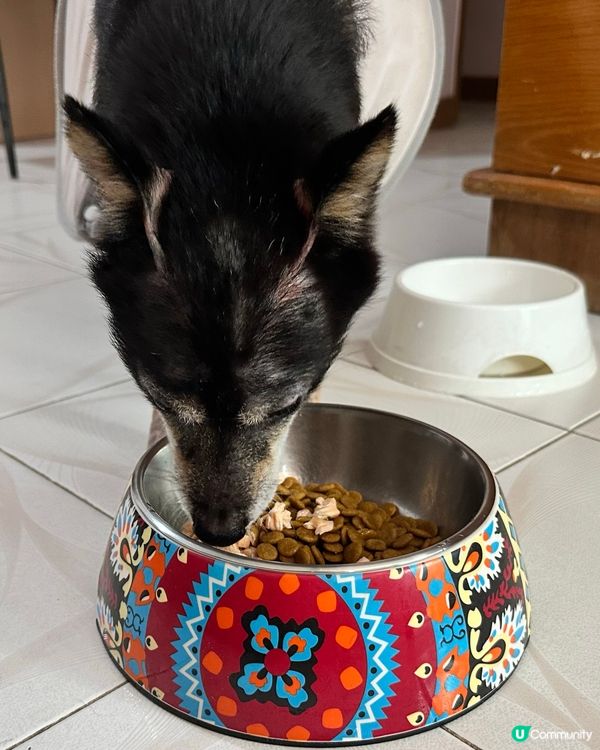 澤興見到三文魚特價俾阿柴狗🐕‍🦺食