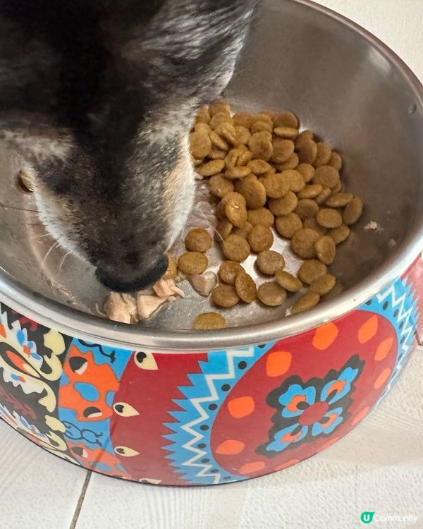 澤興見到三文魚特價俾阿柴狗🐕‍🦺食