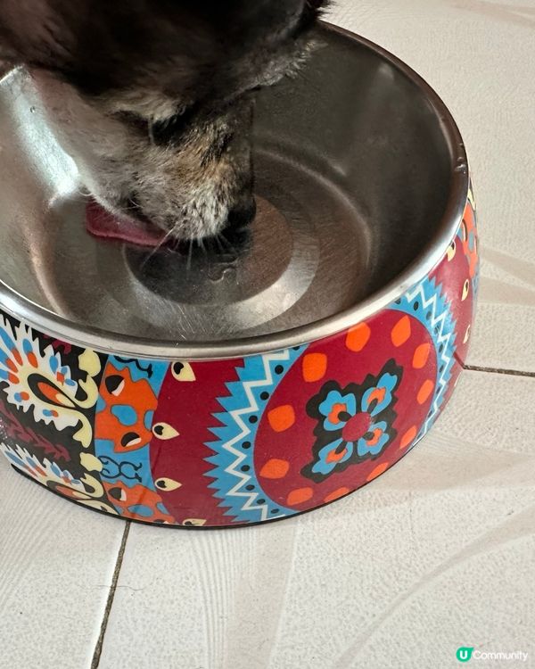 澤興見到三文魚特價俾阿柴狗🐕‍🦺食