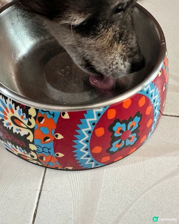 澤興見到三文魚特價俾阿柴狗🐕‍🦺食